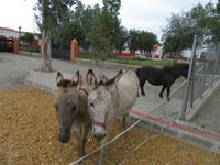 Tabernas Wüste (19)