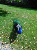 Borromäische_Inseln_Isola_Madre (5)