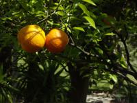 Orangenbaum