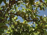Mandelbäume im Tal der Tempel