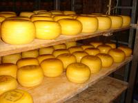 Käse auf den Rembrandthoeven