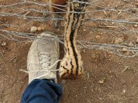 Highgate Straußenfarm