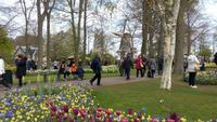 Keukenhof