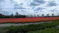 Keukenhof