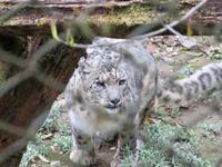 Schneepanter (rote Liste)