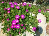 Mittagsblumen