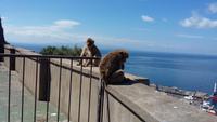 Gibraltars Affen