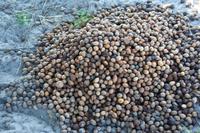 aus diesen Früchten wird Bier gebraut