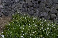 Besuch der Burg Himeji-jo