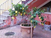 Belmonte