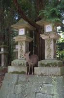 Gemeinsamer Spaziergang durch den Nara-Park