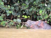 St.Lucia Hippo