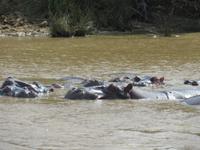 Hippos oder Steine