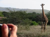 Umfolozi Giraffe