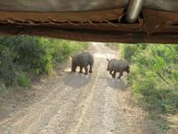 Umfolozi Nashorn Mutter & Kind