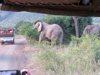 Umfolozi Elefanten