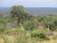 Krüger NP Mustermix