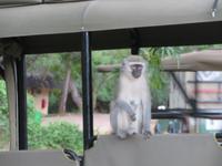 Krüger NP Affe im Jeep