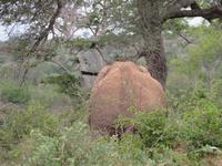 Krüger NP großer Stein oder ??