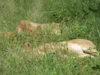Krüger NP schlafende Löwen
