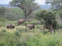 Krüger NP Elefantenfamilie