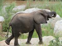 Krüger NP Elefant
