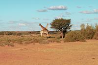 Giraffen während der Sundowner-Fahrt auf dem Gelände der Anib Lodge