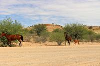 Pferde in der Kalahari