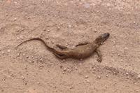 Toter Waran in der Kalahari