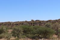 Köcherbaumwald vor Keetmanshoop