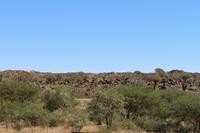 Köcherbaumwald vor Keetmanshoop