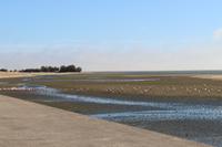Pelikane in Walvis Bay