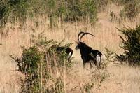 Seltene Säbelantilopen