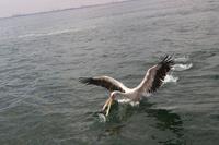 Pelikan in Walvis Bay