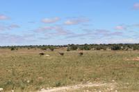 Strauße im Etosha Nationalpark