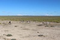 Zebras im Etosha Nationalpark