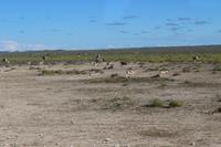 Springböcke im Etosha Nationalpark