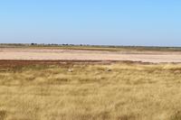 Gackeltrappe im Etosha Nationalpark