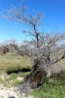 Abgestürztes Webervogelnest