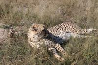 Gepard auf der Eldorado Farm