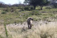 Tüpfelhyäne auf der Eldorado Farm