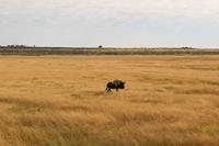 Gnu im Etosha Nationalpark