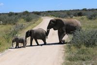 Elefanten im Etosha Nationalpark