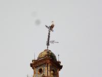 der Storch ist sicher ausgestopft ! 