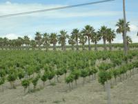 auf dem Weg nach Sanlucar, Sherryreben