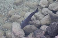 Laughlin - Colorado River