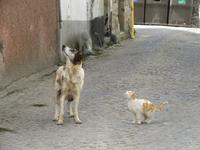 Portugal – Sao Joao da Pesqueira