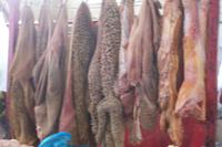 Fleischhalle Oschmarkt