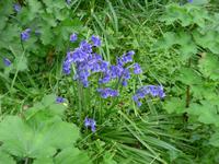 Sark, Blue Bells