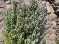 Jersey, Gorey Castle, Rosmarien